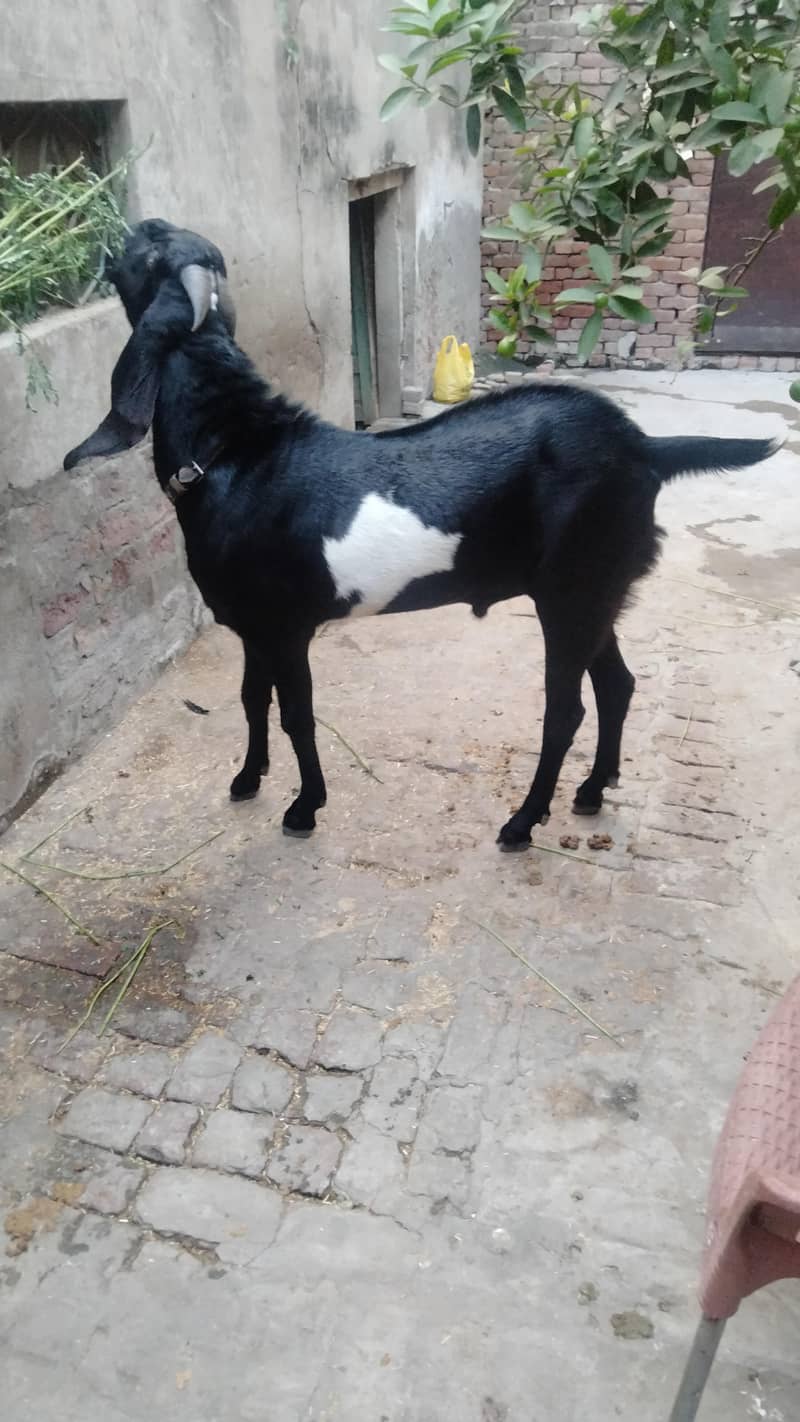 Bakra 1