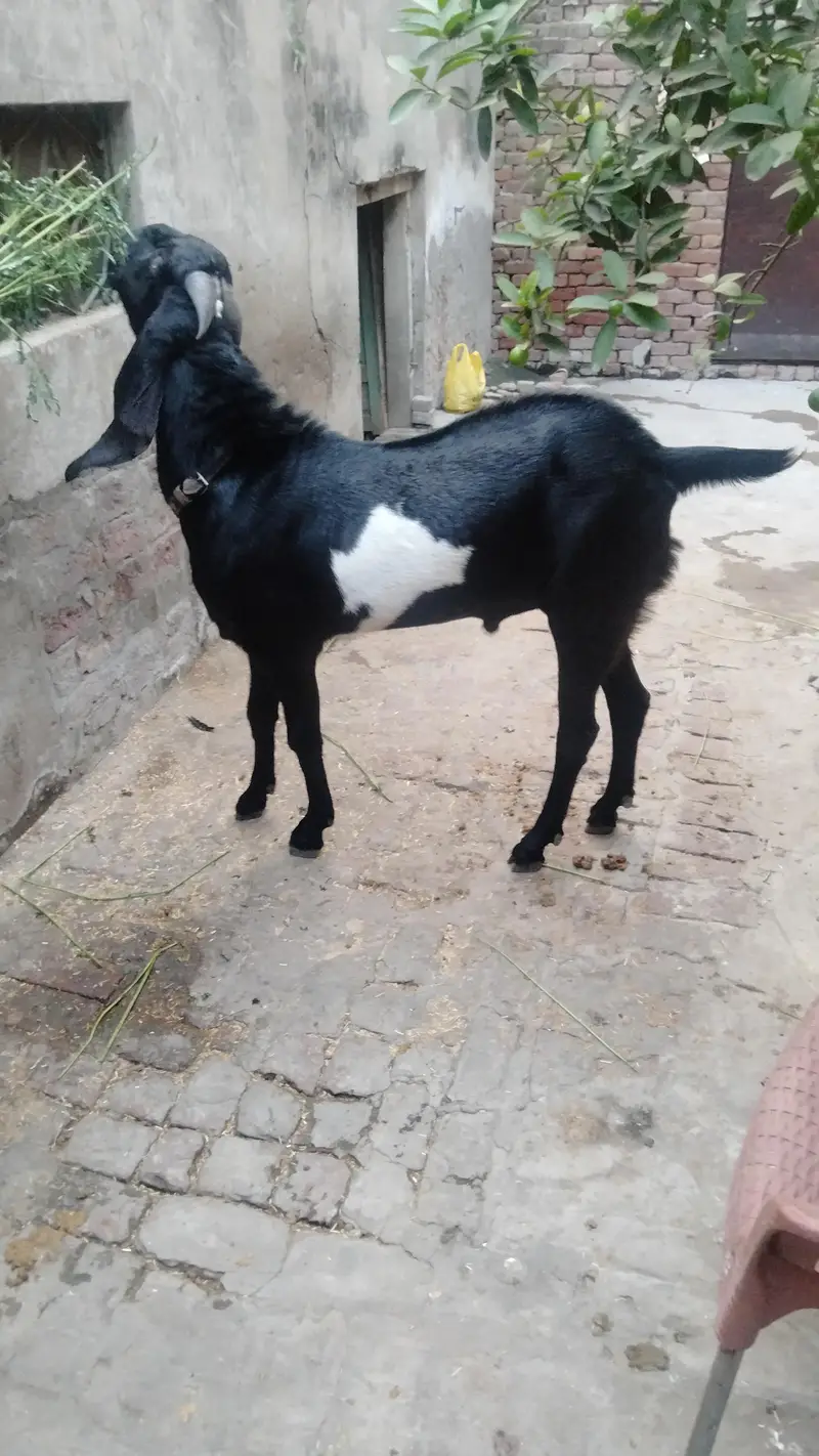 Bakra — photo 2