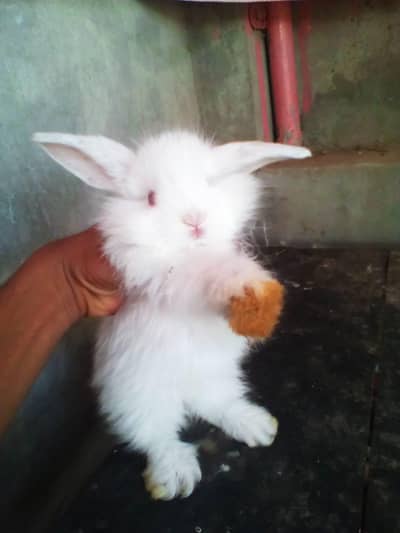 Premium Pure White Holland Lop Babies Available 