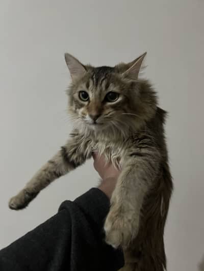 Maine Coon Cat Up For Adoption!
