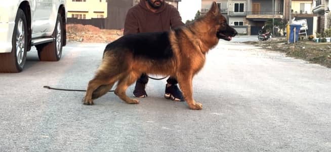 Imported German Shepherd | Long coat | Female | GSD | Dof For sale
