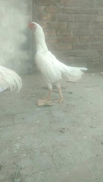 white shamo top quality pair available