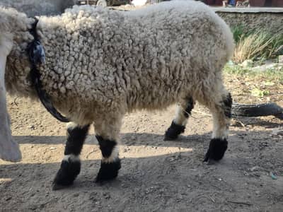 only dhumba or murga