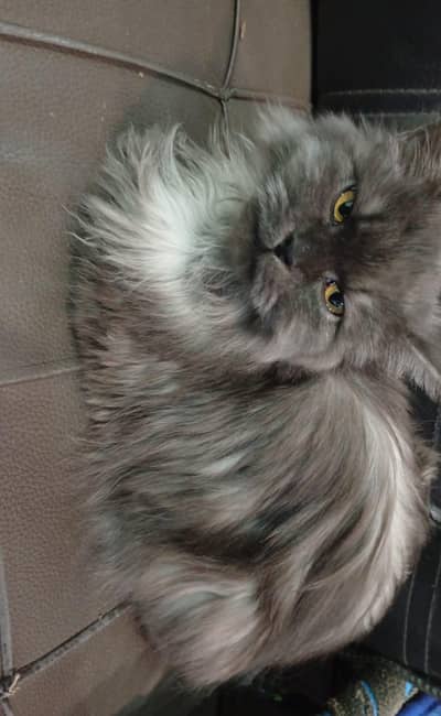 persian female cat