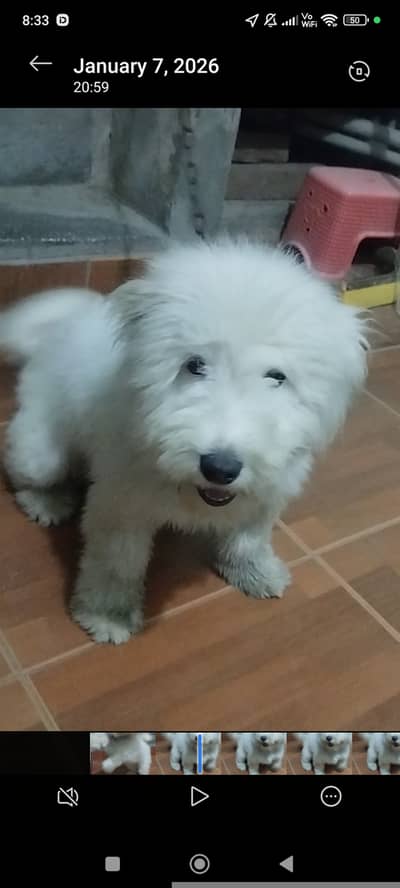 Need male dog for Cross