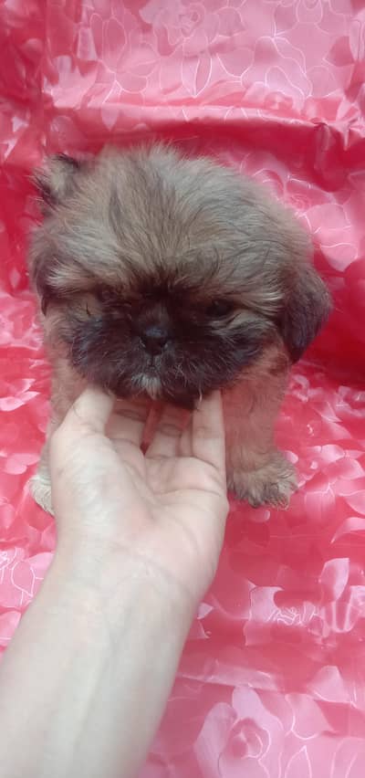 shih tzu puppy female