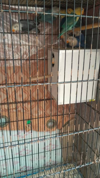 Lovebird urgently sale