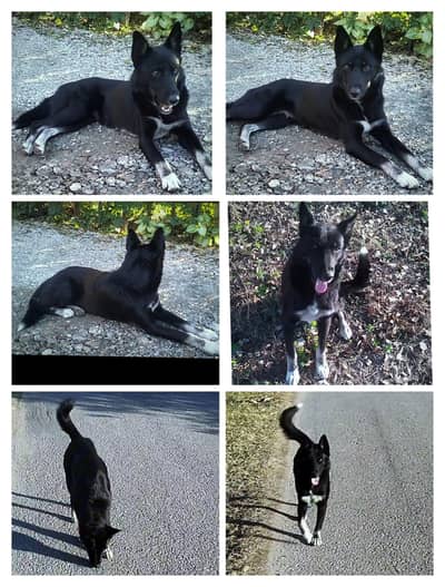 German Shepherd Mix breed White long coat female dog O34448599O1