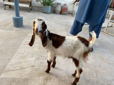 bakri Bakra aur or bacha