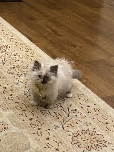Pure himalayan triple coat kitten