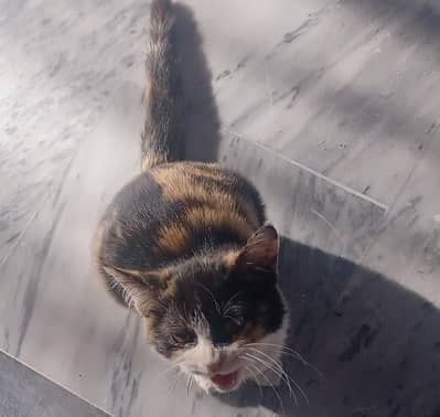 beautiful cat for sale