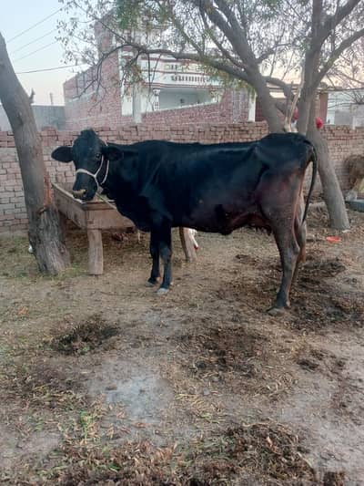 2nd timer jersey cross