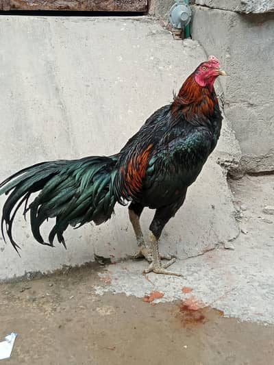 Vaitnam patah For Sale