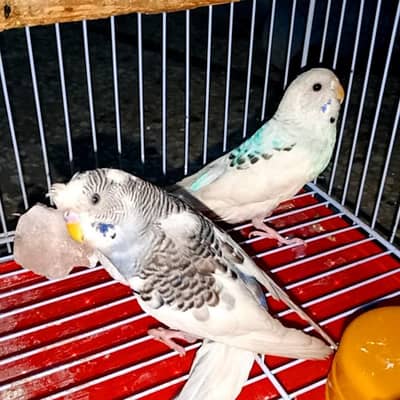 Black Eyes Budgie 03008658689 Australian Parrot