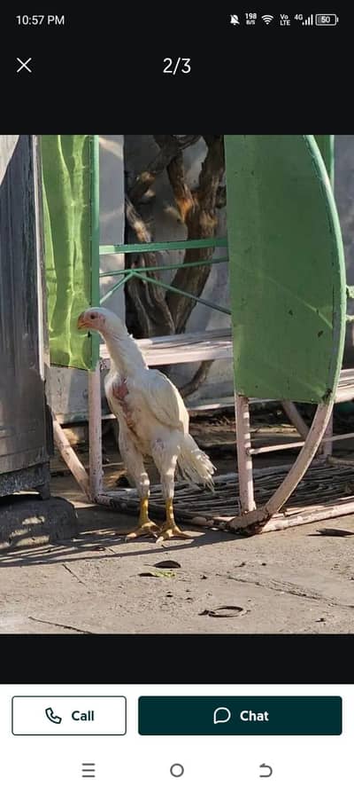 arrot big murga age 3 month for sale 03468444939