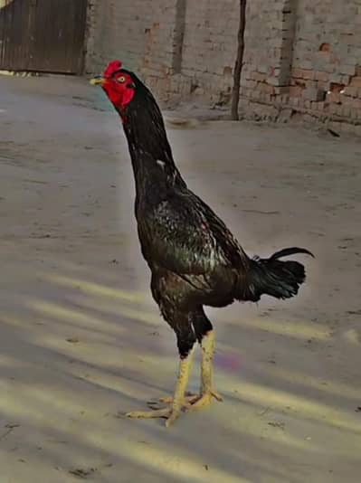 band gadi long heighted mazbot jet black mushka young  murga