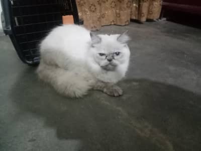 Himalayan persian female cat available