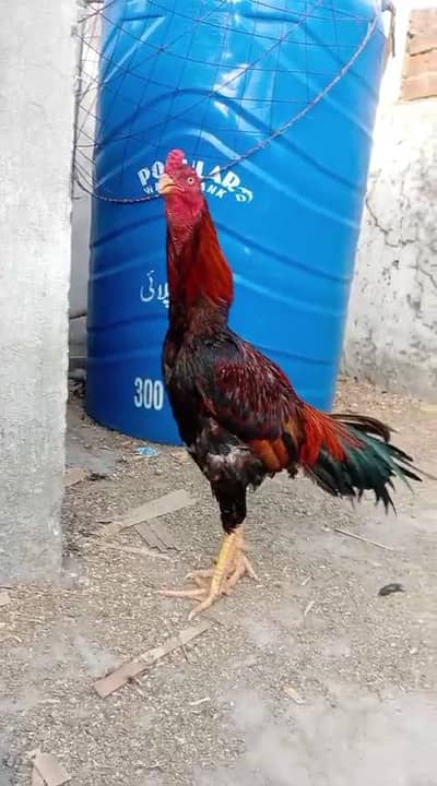 Japanese hint read add