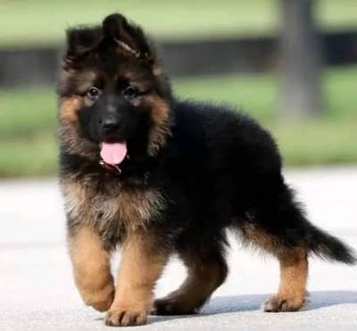 German Shepherd dog for sale my WhatsApp number0313=493=4962