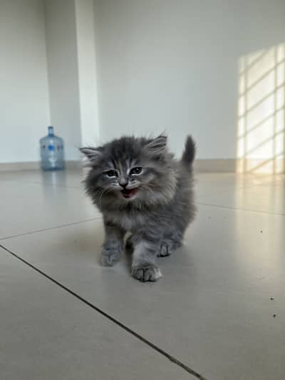 Grey persian kitten