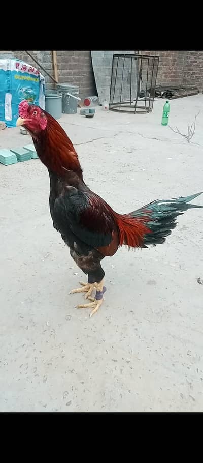 aseel high quality  03106295848