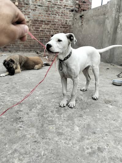 urgent sale bulli gultair Dog  Male 3.5 month active And healthy dog