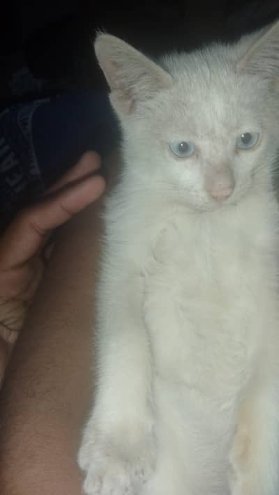 perisan cat male blue eyes  03042050094