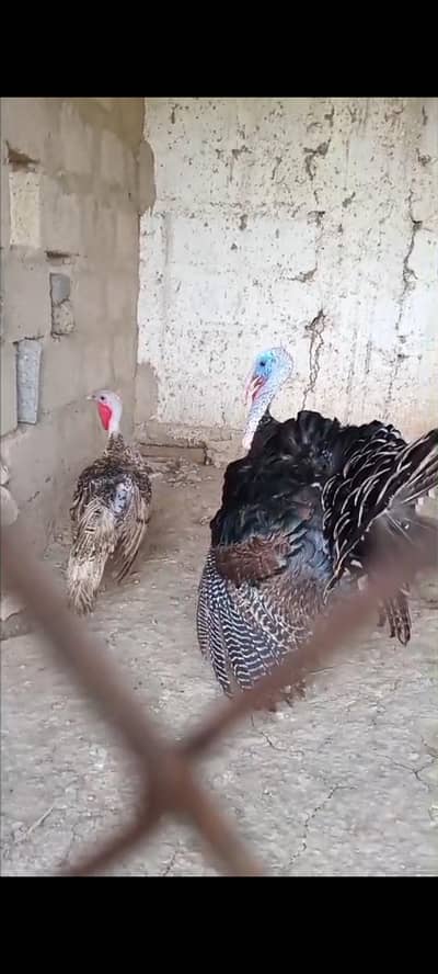 Turkey breeder pair