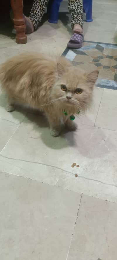 Persian cat Tripall cod