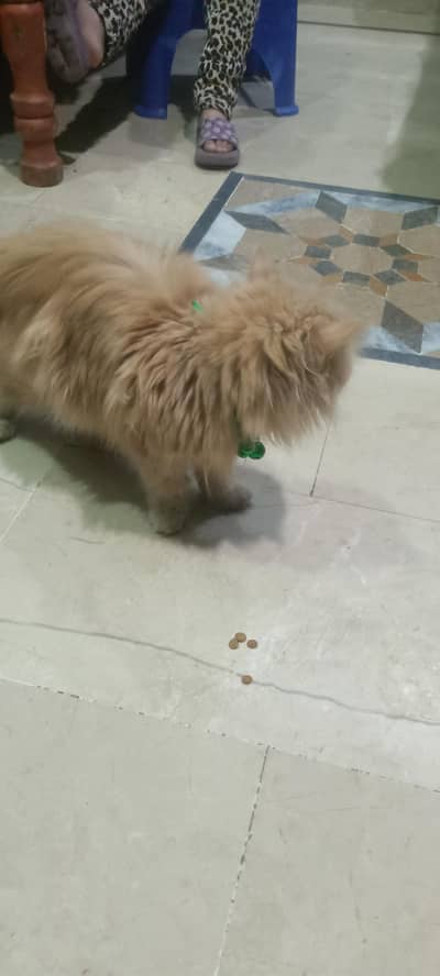 Persian cat Tripall cod