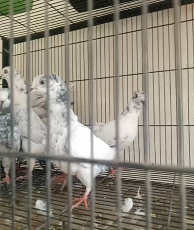 Sasta 500 aik kabootar