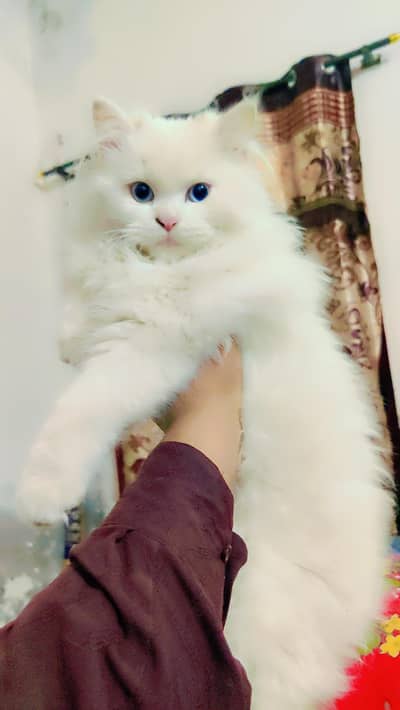 Persion Kitten For Sale 3 Month Age Vaccinated