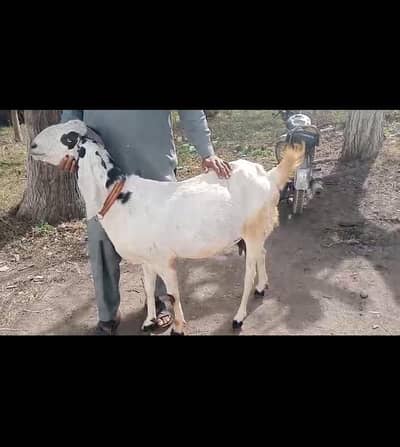 Different Goats for Sale