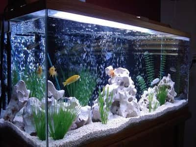 Fish aquarium & fish 03047156059