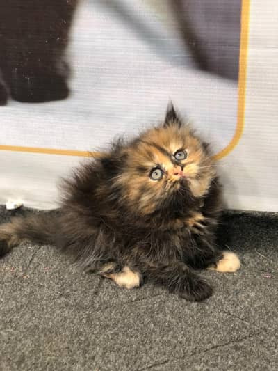 cash on delivery Persian Cats & Kittens Available — Healthy & Playful