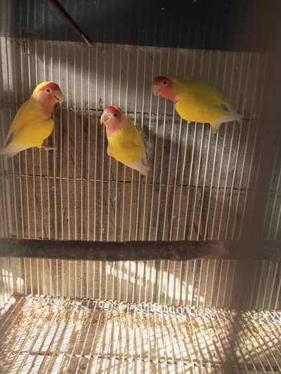 Albino, Parblue Pastelino, Latino, Wagara and Cage