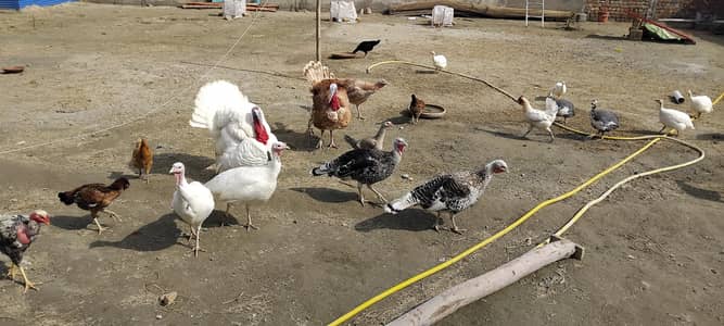 turkey breeder pairs