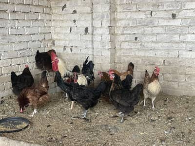 Egg laying hens