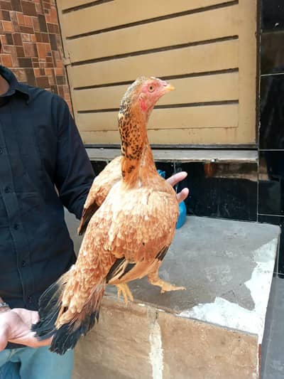 high quality madi 03711036880