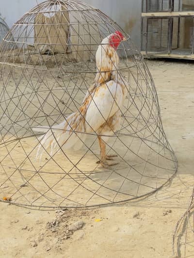 Home breed mianwali Aseel