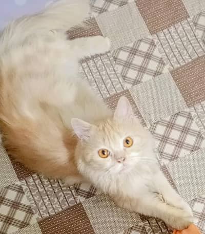 male cat: Contact this Number : 03004576920