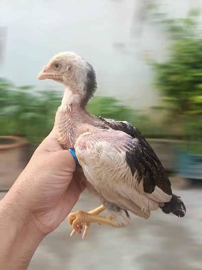 Aseel chicks