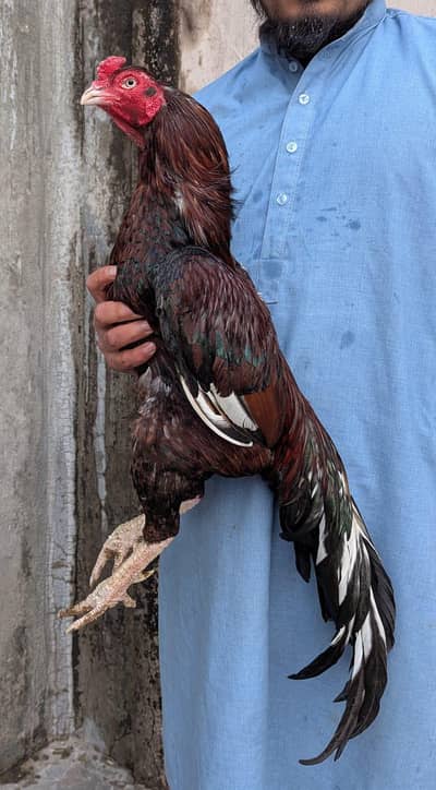 top quality yang morga