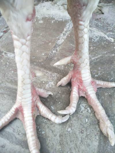 mianwali aseel hera white 