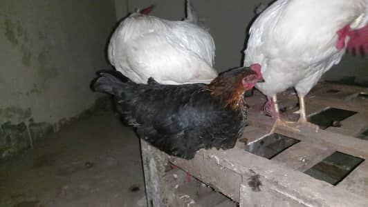 2 Rooater and 1 Hen for Sale very reasonable