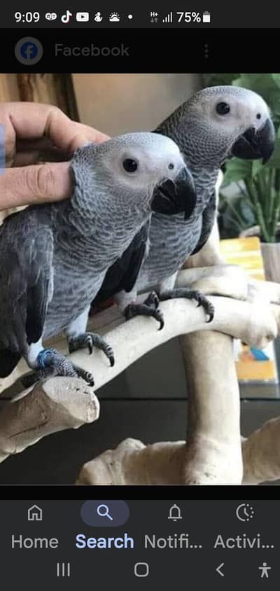 african gray sailf fed chiks &  pair