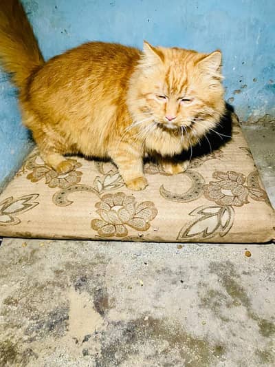 Persian cute beautiful 