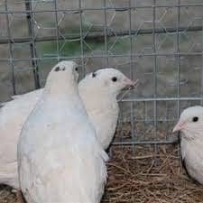 cute birds with cage