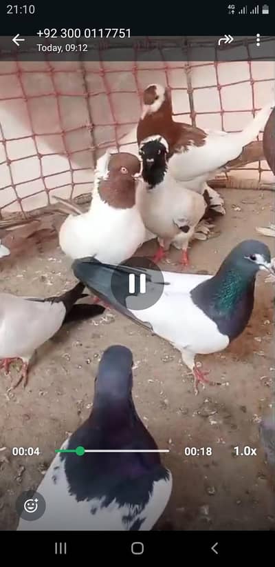 kisi bhai k pas kaboter k paair h to plzzzz rabta kre