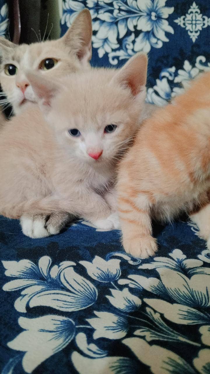 kittens 1
